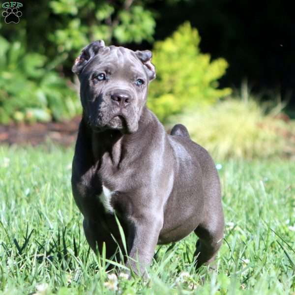 Parker, Cane Corso Puppy