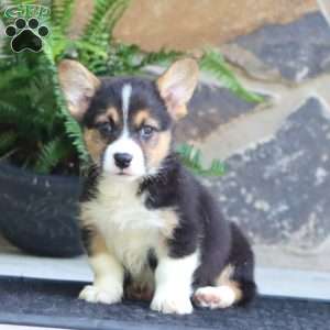 Parker, Pembroke Welsh Corgi Puppy