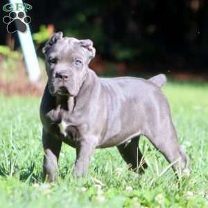 Parker, Cane Corso Puppy