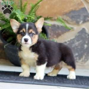 Parker, Pembroke Welsh Corgi Puppy