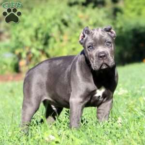 Parker, Cane Corso Puppy