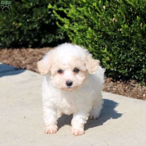 Patrick, Bich-Poo Puppy