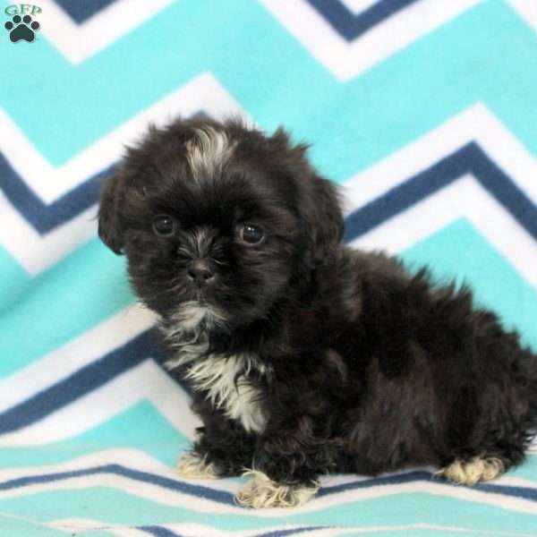 Pascal, Shih Tzu Puppy