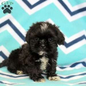 Pascal, Shih Tzu Puppy