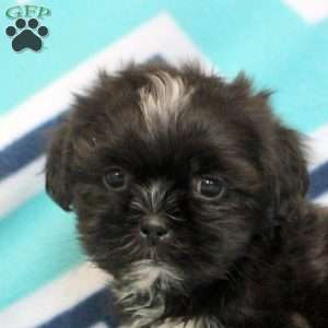 Pascal, Shih Tzu Puppy