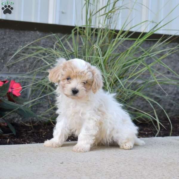 Patch, Maltipoo Puppy