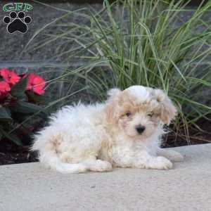 Patch, Maltipoo Puppy