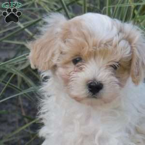 Patch, Maltipoo Puppy