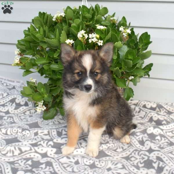 Patches, Pomeranian Mix Puppy
