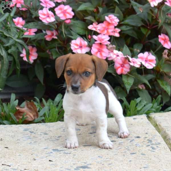 Patches, Jack Russell Terrier Puppy