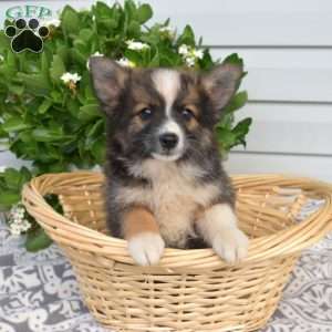 Patches, Pomeranian Mix Puppy
