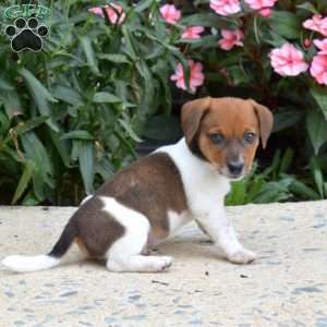 Patches, Jack Russell Terrier Puppy