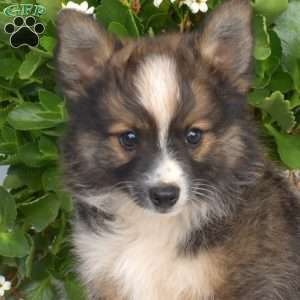 Patches, Pomeranian Mix Puppy