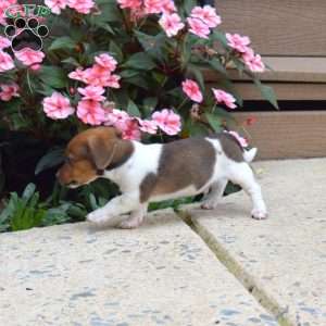 Patches, Jack Russell Terrier Puppy
