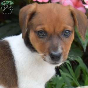 Patches, Jack Russell Terrier Puppy