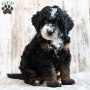 Patrick, Mini Bernedoodle Puppy