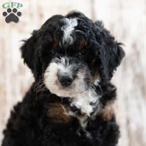 Patrick, Mini Bernedoodle Puppy