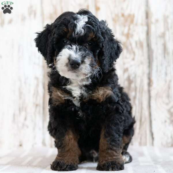 Patrick, Mini Bernedoodle Puppy