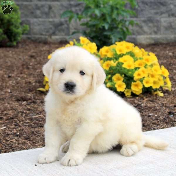 Patrick, English Cream Golden Retriever Puppy