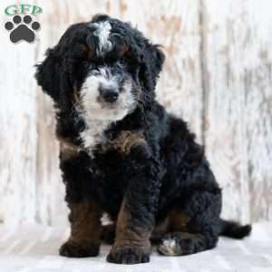 Patrick, Mini Bernedoodle Puppy