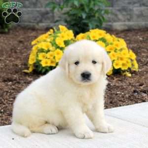 Patrick, English Cream Golden Retriever Puppy