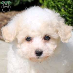 Patrick, Bich-Poo Puppy