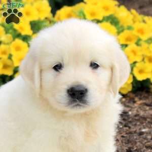Patrick, English Cream Golden Retriever Puppy
