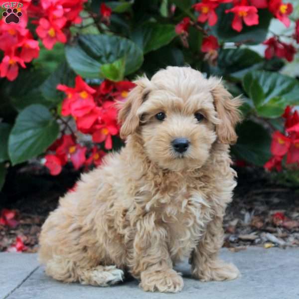 Paul, Maltipoo Puppy