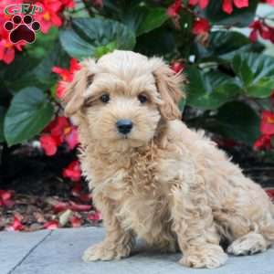 Paul, Maltipoo Puppy