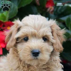 Paul, Maltipoo Puppy