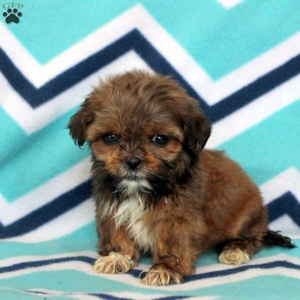 Pauly, Shih Tzu Puppy