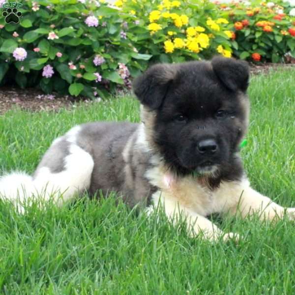 Paxton, Akita Puppy