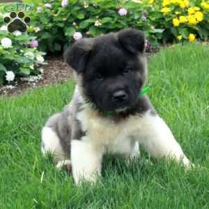 Paxton, Akita Puppy