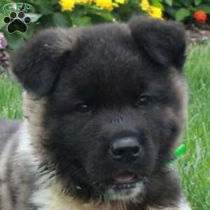 Paxton, Akita Puppy