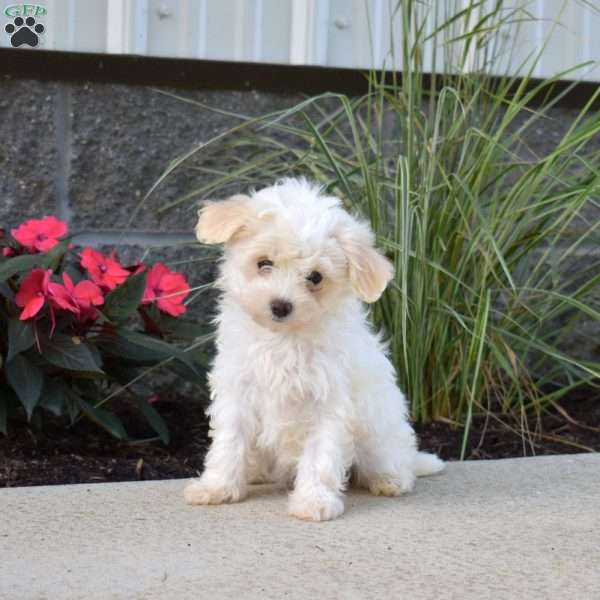 Peach, Maltipoo Puppy