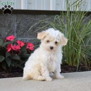 Peach, Maltipoo Puppy