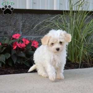 Peach, Maltipoo Puppy