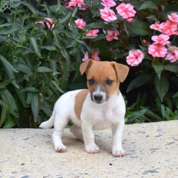 Peaches, Jack Russell Terrier Puppy