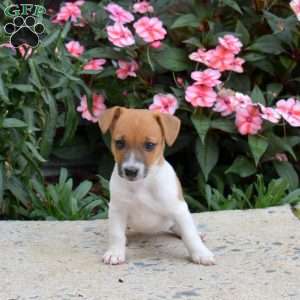 Peaches, Jack Russell Terrier Puppy