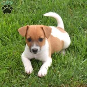 Peaches, Jack Russell Terrier Puppy