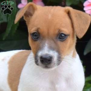 Peaches, Jack Russell Terrier Puppy
