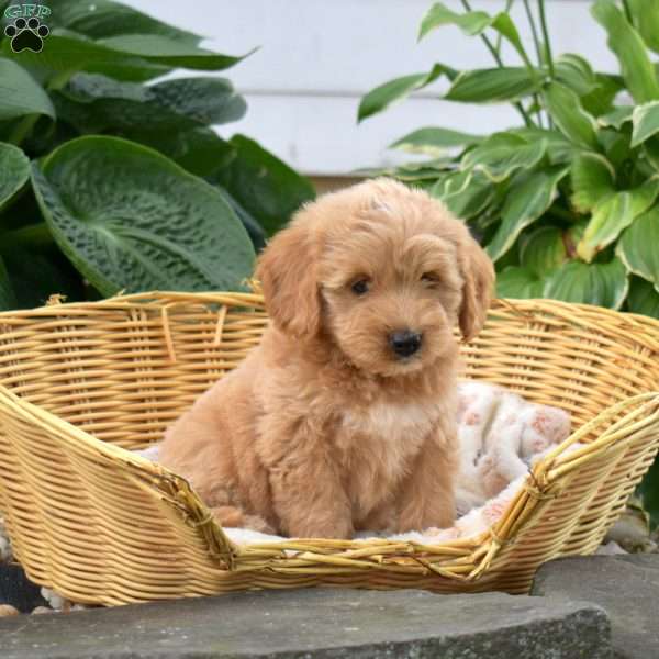 Patsy, Mini Goldendoodle Puppy