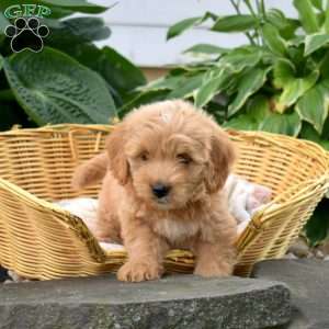 Patsy, Mini Goldendoodle Puppy