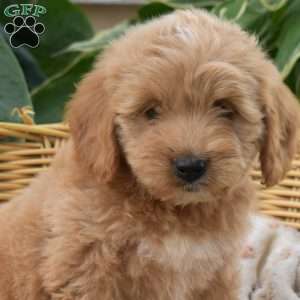 Patsy, Mini Goldendoodle Puppy