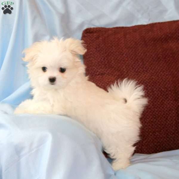 Peanut, Maltese Puppy