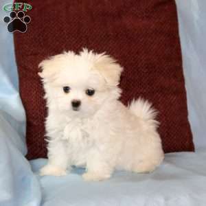 Peanut, Maltese Puppy