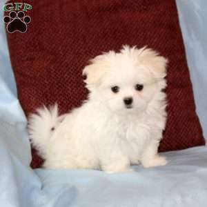 Peanut, Maltese Puppy