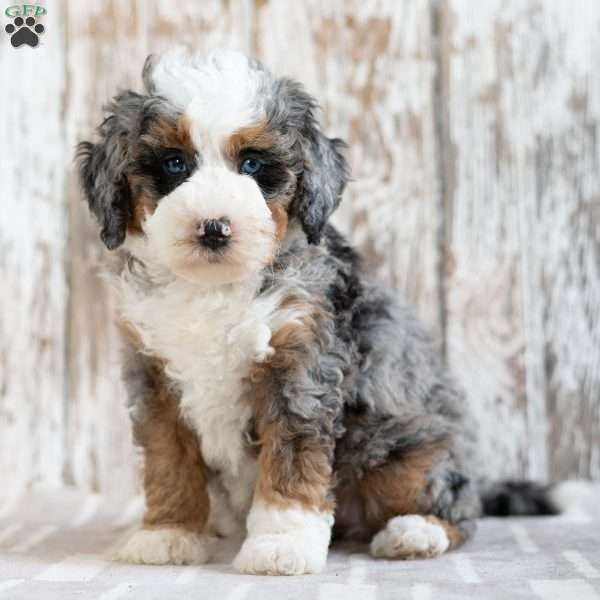 Pearl, Mini Bernedoodle Puppy
