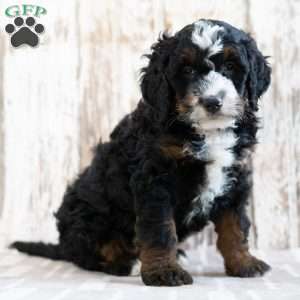 Pedro, Mini Bernedoodle Puppy