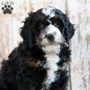 Pedro, Mini Bernedoodle Puppy